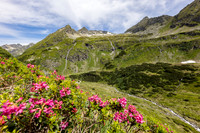Wandern, Almrauschblüte