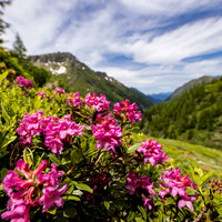 Wandern, Almrauschblüte