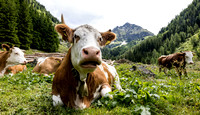 Kuh auf der Alm