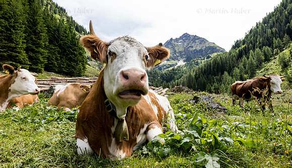 Kuh auf der Alm