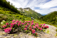 Wandern, Almrauschblüte