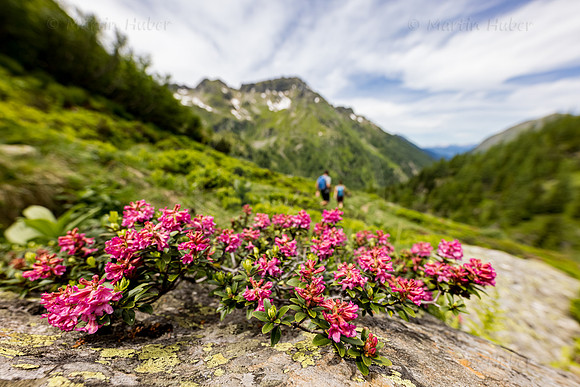 Wandern, Almrauschblüte