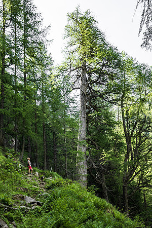 Lungau, Lärche nahe Landschitzseen