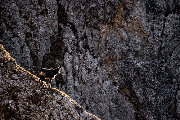 Gamswild, Rupicapra rupicapra, im Dachstein-Gebirge