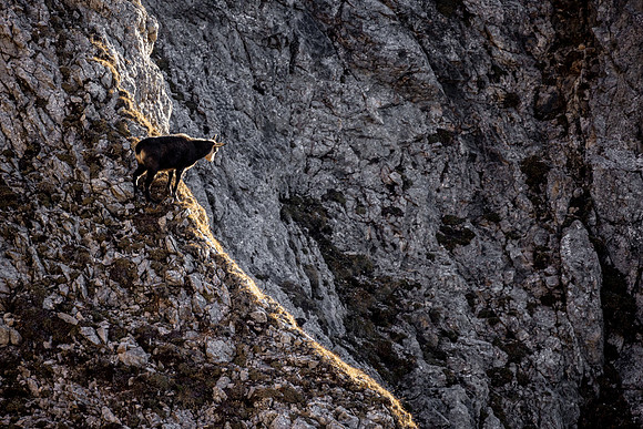 Gamswild, Rupicapra rupicapra, im Dachstein-Gebirge