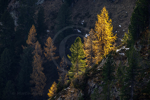 Herbst, Lärchen und Zirbe