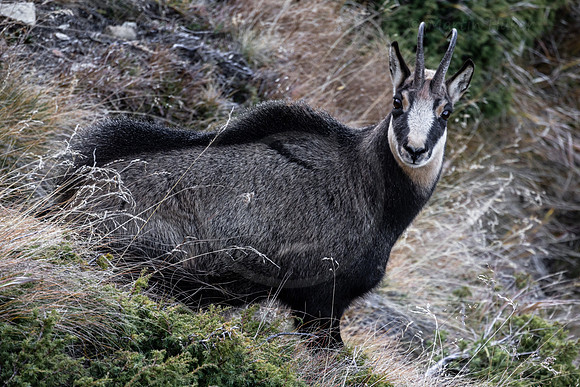 Gämse, Rupicapra rupicapra