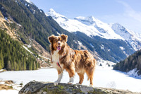 Australian Shepherd am Riesachsee