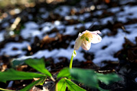 THEMENBILD, Frühling in den Bergen