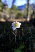 THEMENBILD, Frühling in den Bergen
