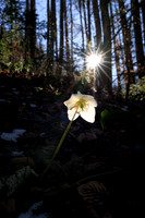 THEMENBILD, Frühling in den Bergen