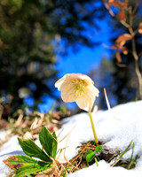 THEMENBILD, Frühling in den Bergen