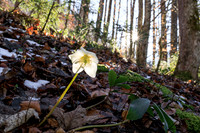 THEMENBILD, Frühling in den Bergen