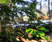THEMENBILD, Frühling in den Bergen