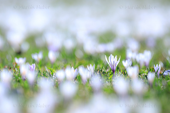 Bergfrühling, Krokuswiese im Untertal