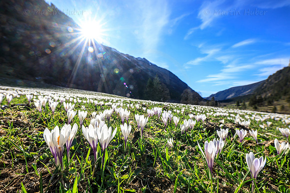 Bergfrühling, Krokuswiese im Untertal