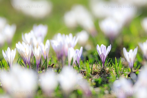 Bergfrühling, Krokuswiese im Untertal