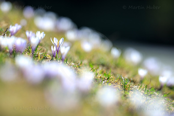 Bergfrühling, Krokuswiese im Untertal