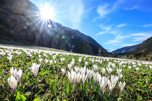 Bergfrühling, Krokuswiese im Untertal