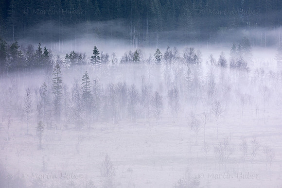 Morgennebel im Tettermoor