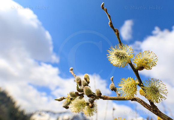 Bergfrühling, Palmkätzchen