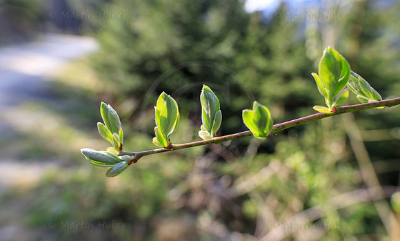Bergfrühling, Triebe und Blätter