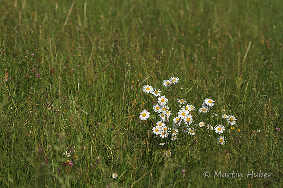 Margeriten