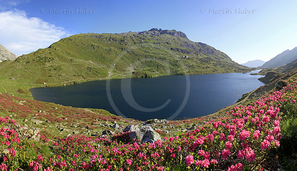 Almrausch-/Steinrosenblüte rund um die Giglachseen 2012