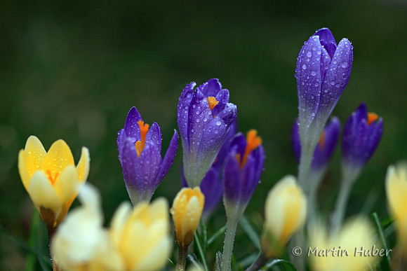 Krokusse