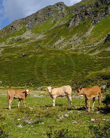 THEMENBILD, Almwirtschaft, Kuh, Kälber auf der Alm
