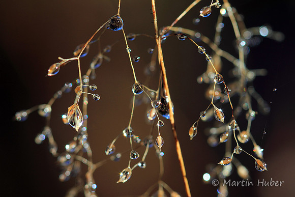 Edle Tropfen / Drops