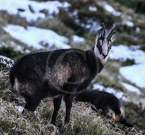 Gamswild, Rupicapra rupicapra, in den Schladminger Tauern