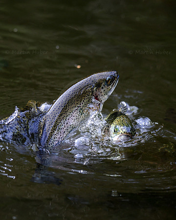 THEMENBILD, Fischzucht, Forellen, Fütterung