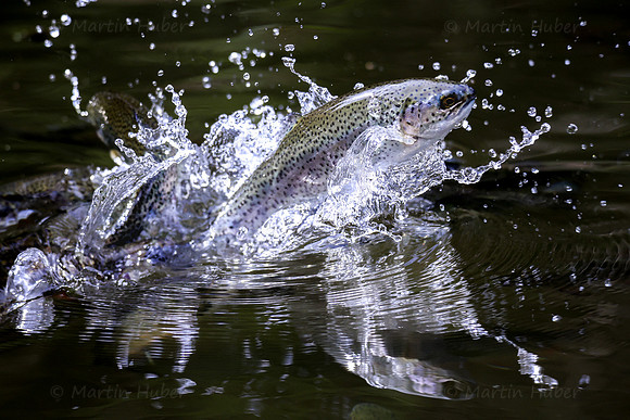 THEMENBILD, Fischzucht, Forellen, Fütterung