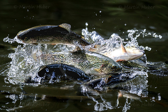 THEMENBILD, Fischzucht, Forellen, Fütterung