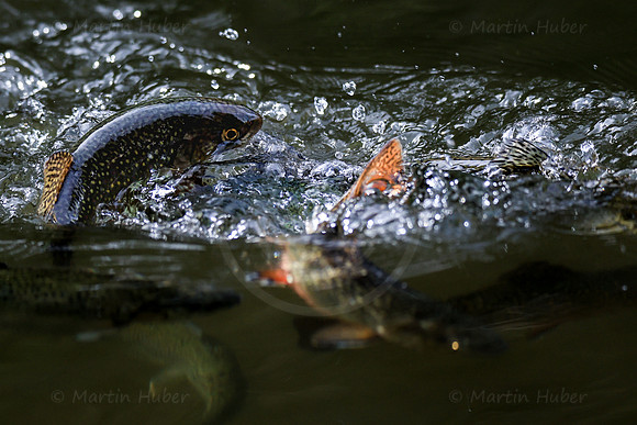 THEMENBILD, Fischzucht, Bachsaiblinge, Fütterung