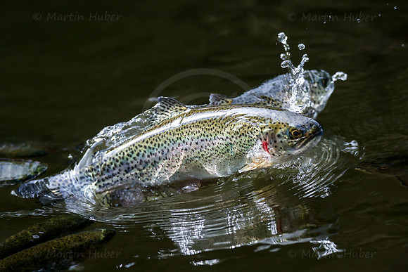 THEMENBILD, Fischzucht, Forellen, Fütterung