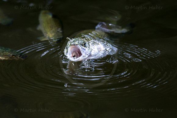 THEMENBILD, Fischzucht, Forellen, Fütterung