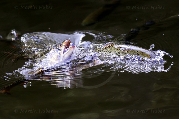 THEMENBILD, Fischzucht, Forellen, Fütterung