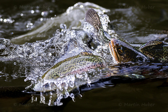 THEMENBILD, Fischzucht, Forellen, Fütterung