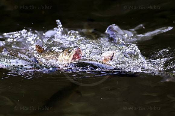 THEMENBILD, Fischzucht, Forellen, Fütterung