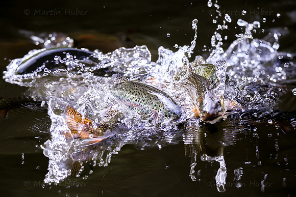 THEMENBILD, Fischzucht, Forellen, Fütterung