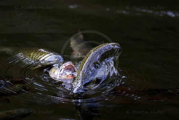THEMENBILD, Fischzucht, Forellen, Fütterung