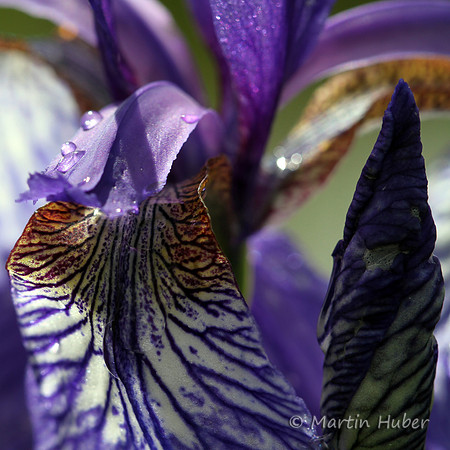 Sibirische Schwertlilie (Iris sibirica)