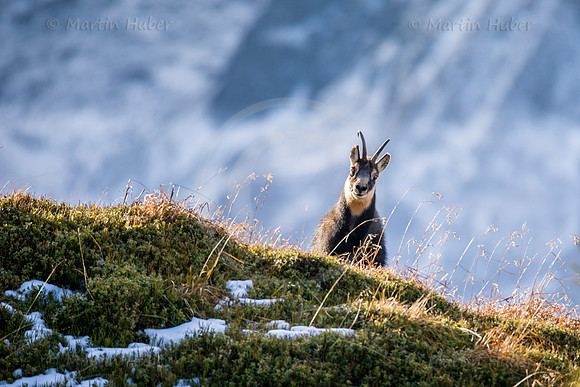 Gämse, Rupicapra rupicapra, in den Schladminger Tauern