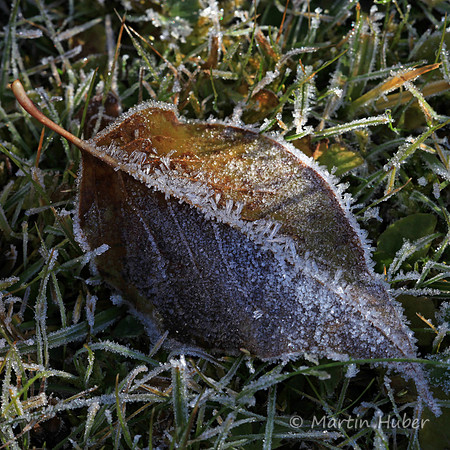 Herbstblatt mit Reif