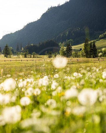 THEMENBILD, Frühling in den Bergen, Tettermoor