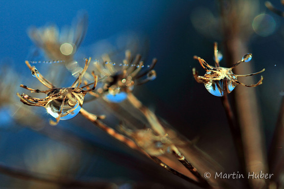 Edle Tropfen / Drops