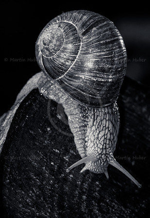 Weinbergschnecke