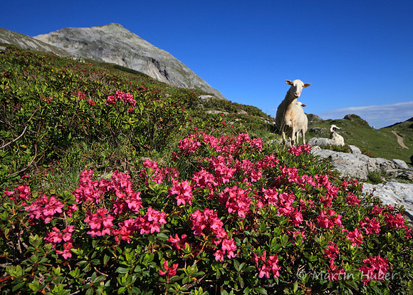 Steinrosen (Rostblättrige Alpenrosen) am Giglachsee